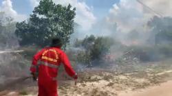 Lahan Gambut di Palangka Raya Kembali Terbakar, Api Dekati Permukiman