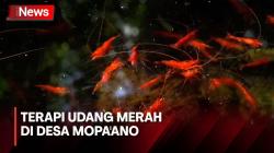 Pengalaman Unik di Desa Mopa'ano, Menikmati Alam Sambil Terapi Udang Merah