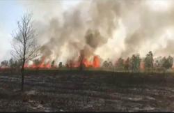 25 Hektare Lahan di Kawasan Taman Nasional Way Kambas Lampung Terbakar<