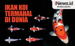 Infografis Ikan Koi Termahal di Dunia