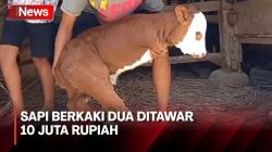 Viral Anak Sapi Berkaki Dua di Gunungkidul Ditawar Hingga 10 Juta Rupiah