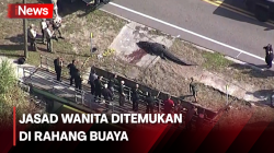  Geger! Wanita Asal Florida Ditemukan Tewas di Rahang Buaya 