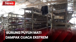 Banyak Ternak Burung Puyuh di Jambi Mati Dampak Cuaca Ekstrem
