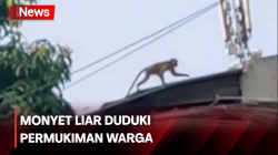 Bikin Resah! Tiga Monyet Liar Duduki Permukiman Warga Cengkareng<
