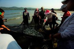 Nelayan Konawe Jaring Ikan saat Air Laut Pasang, Hasil Dibagikan Gratis