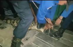 Tanjung Jabung Barat Geger, Buaya 2 Meter Muncul di Tengah Permukiman Warga