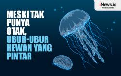 Infografis Meski Tak Punya Otak, Ubur-Ubur Hewan yang Pintar