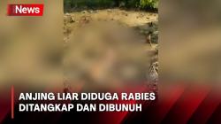 Gigit 23 Orang, Anjing Diduga Rabies Ditangkap dan Dibunuh Warga di Kota Padang