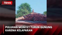 Dilanda Kemarau, Puluhan Monyet Turun Gunung di Bogor karena Kelaparan