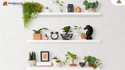 Lebih Sejuk, Ini Rekomendasi Tanaman Hias dan Manfaatnya bagi Kesehatan