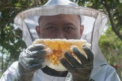 Panen Madu Lebah Jawa Apis Cerana