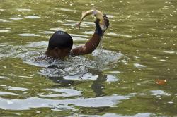 Keahlian Warga Ciamis Tangkap Ikan di Sungai Citanduy dengan Tangan Kosong