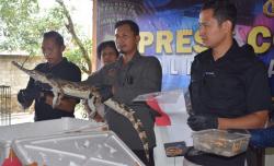Polisi Tangkap Pelaku Perdagangan Hewan Dilindungi di Banyumas, Sita Buaya Muara<
