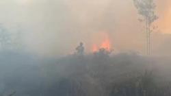 414 Karhutla Terjadi di Palangka Raya, Warga Minta Segera Tangkap Pembakar Lahan<