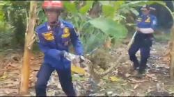Kabur usai Mangsa Ternak, Ular Piton 3 Meter Dievakuasi Petugas Damkar Palangka Raya