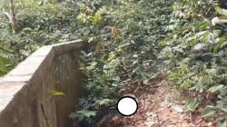 Warga Berau Kaltim Geger, Mayat Perempuan Ditemukan Telungkup di Samping Kolam Buaya <