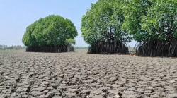 Kekeringan Ekstrem, Puluhan Hektare Mangrove di Pekalongan Terancam Mati<