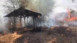 Lahan Kosong di 4 Kecamatan Terbakar Hebat, Petugas Damkar Cianjur Kerepotan<