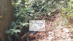 Ini Identitas Mayat Perempuan Diduga Dibunuh di Samping Kolam Buaya Berau Kaltim<