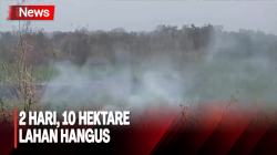 10 Hektare Lahan di Jambi Hangus Setelah 2 Hari Terbakar