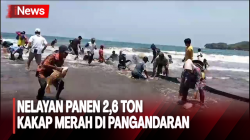 Nelayan Batukaras Panen Ikan, Tangkap 2,6 Ton Kakap Merah dengan Jaring Arad