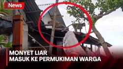 Monyet Liar Ekor Panjang Masuk ke Permukiman Warga di Medan