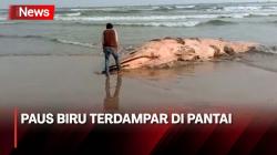 Paus Biru Terdampar di Pantai Bagedur, Aroma Tak Sedap Ganggu Wisatawan