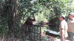 Usai Tertangkap, Orang Utan Dilepasliarkan di Suaka Margasatwa Lamandau Kalteng<