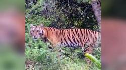 Viral Video Harimau Sumatra Jalan Santai di Perbatasan Aceh Barat Daya-Gayo Lues<