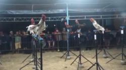 Kontes Ayam Ketawa di Sidrap Berlangsung Seru, Kategori Slow dan Dangdut