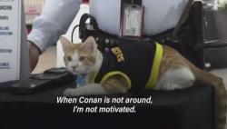 Kenalkan, Ini Conan Kucing Sekuriti Gedung yang Menggemaskan
