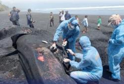 Hiu Paus Berbobot 1 Ton Ditemukan Mati Terdampar di Pantai Jembrana Bali