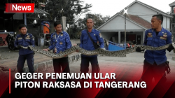 Bersihkan Lahan Petani Temukan Ular Piton Raksasa di Tangerang, Begini Penampakannya