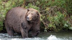 Turis Prancis Diserang Beruang saat Lari Pagi dekat Danau, Tubuh Luka-Luka