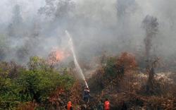 Dampak Kebakaran Hutan di Indonesia: Ancaman Serius bagi Lingkungan dan Kesehatan