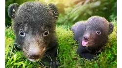 Gemasnya Potret Liu dan Liam, Bayi Beruang Hitam Himalaya yang Lahir di Bali