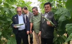 Mentan Syahrul Yasin Limpo Menghilang, Jokowi Tunjuk Wamentan Gantikan Tugas