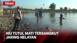 Hiu Tutul Sepanjang 6 Meter Mati Tersangkut Jaring Nelayan