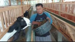 Kisah Sertu Suryadi, Babinsa Purworejo Sukses Pelihara Kambing Beromzet Jutaan Rupiah