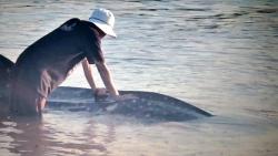 Hiu Tutul 6 Meter Mati Tersangkut Jaring Nelayan di Jepara