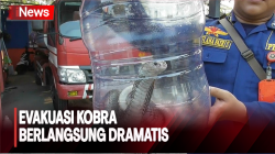 Ngeri! Ular Kobra Bersarang di Balik Lemari Pakaian Warga Tangerang
