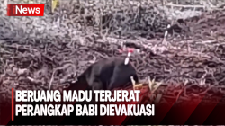 Terjerat Perangkap Babi, Beruang Madu Langka Dievakuasi BKSDA Kalteng