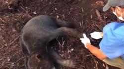 3 Hari Anak Beruang Madu Terjerat Perangkap Babi di Sampit, Beruntung Terselamatkan<