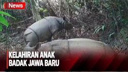 Terekam Kamera Pengawas, Seekor Anak Badak Jawa Jadi Penghuni Baru TN Ujung Kulon
