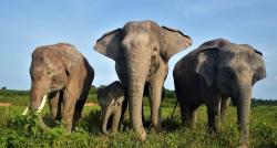 Mengenal Sejarah Taman Nasional Way Kambas, Ternyata Sudah Ada sejak 1936