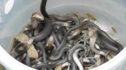 Warga Cisoka Kaget saat Angkat Lantai Teras Rumah Ada Puluhan Anak Kobra Beserta Induknya<