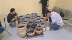 Pria di Kubu Raya Tanam 24 Pohon Ganja di Pot, Tak Berkutik saat Digerebek Polisi 