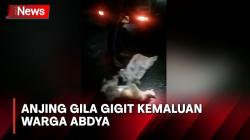 Nahas! Anjing Gila Gigit Kemaluan 2 Warga di Aceh Barat Daya