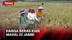 Harga Beras Kian Mahal, Mantan Anggota DPR RI Kecewa 3 Daerah di Jambi Tidak Lagi jadi Lumbung Padi