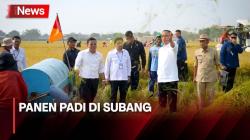 Panen di Subang, Jokowi Senang Produksi Padi Capai 9 Ton per Hektare<
